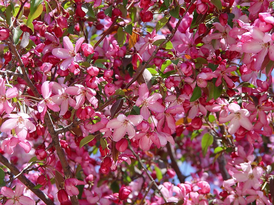 pink petaled flowers, spring, flower, spring flowers, spring flower, apple, crab apple, blossom, bloom, apple tree blossom