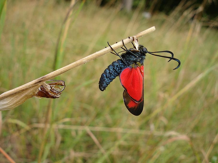 butterfly, sumpfhornklee infausta, meadow, nature, summer, red, hanging, focus on foreground, day, grass