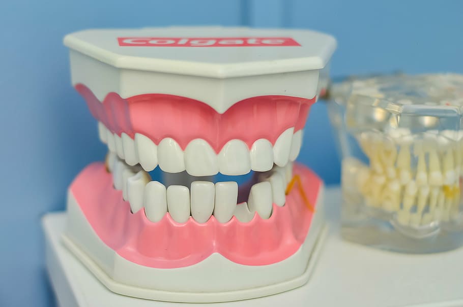 white, pink, colgate gum figurine, mouth, tooth, macromodelo, dentist, healthcare and medicine, indoors, dental health