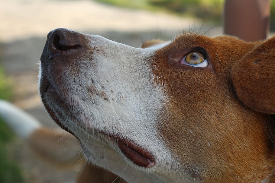 foto de primer plano de perro de pelo corto, marrón, blanco, perro, aspecto del perro, ojos del perro, pelirrojo, perro rojo, vistas, animales