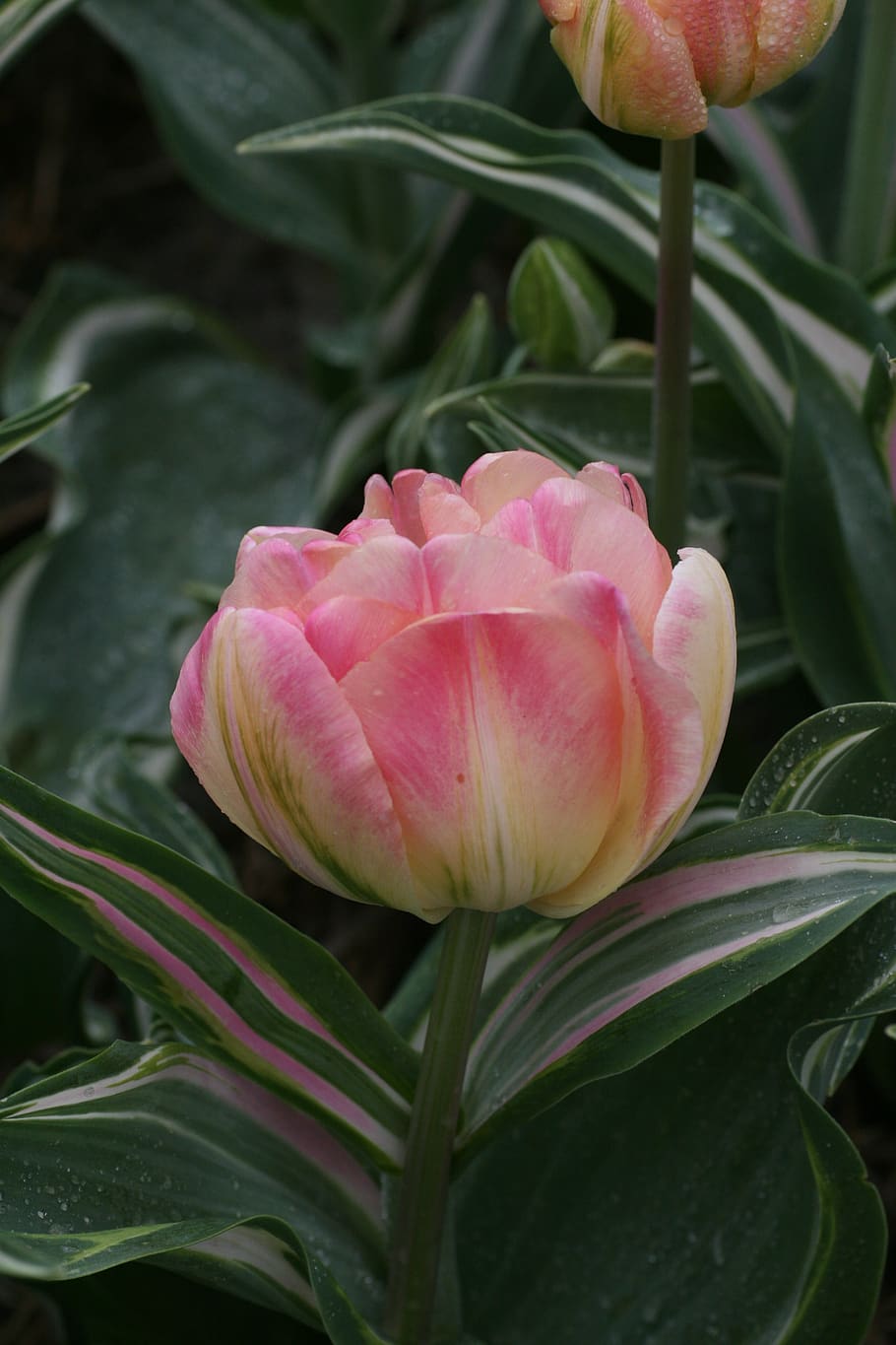 tulipa, duplo, rosa, listrado, primavera, flor, flores, tulipas, jardim, natureza