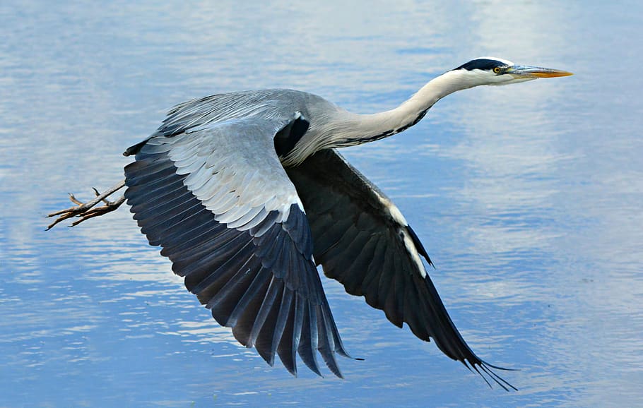 heron, wading bird, animal, feather, plumage, beak, flight, flying, water, bird