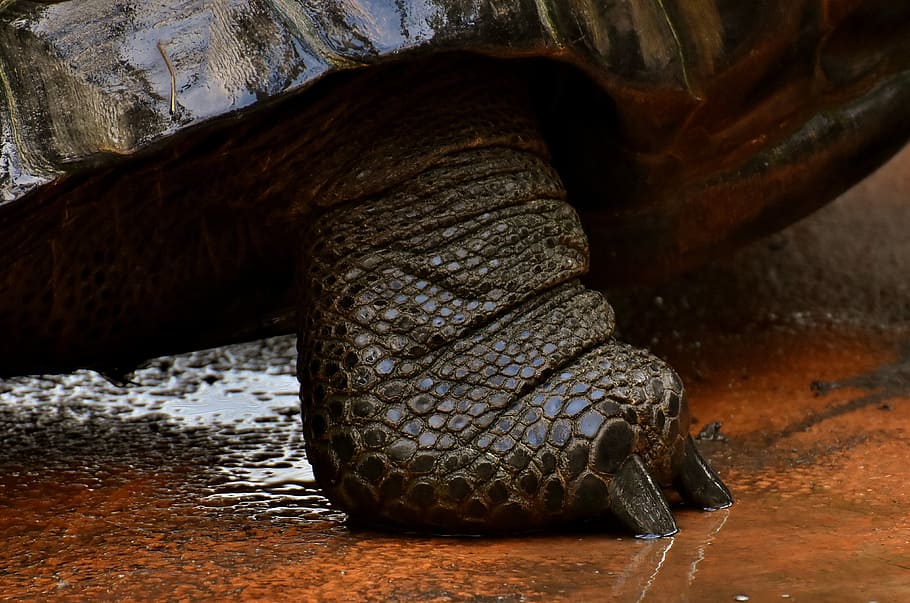 turtle's foot, giant tortoises, foot, animals, water, panzer, zoo, turtle, tortoise, reptile