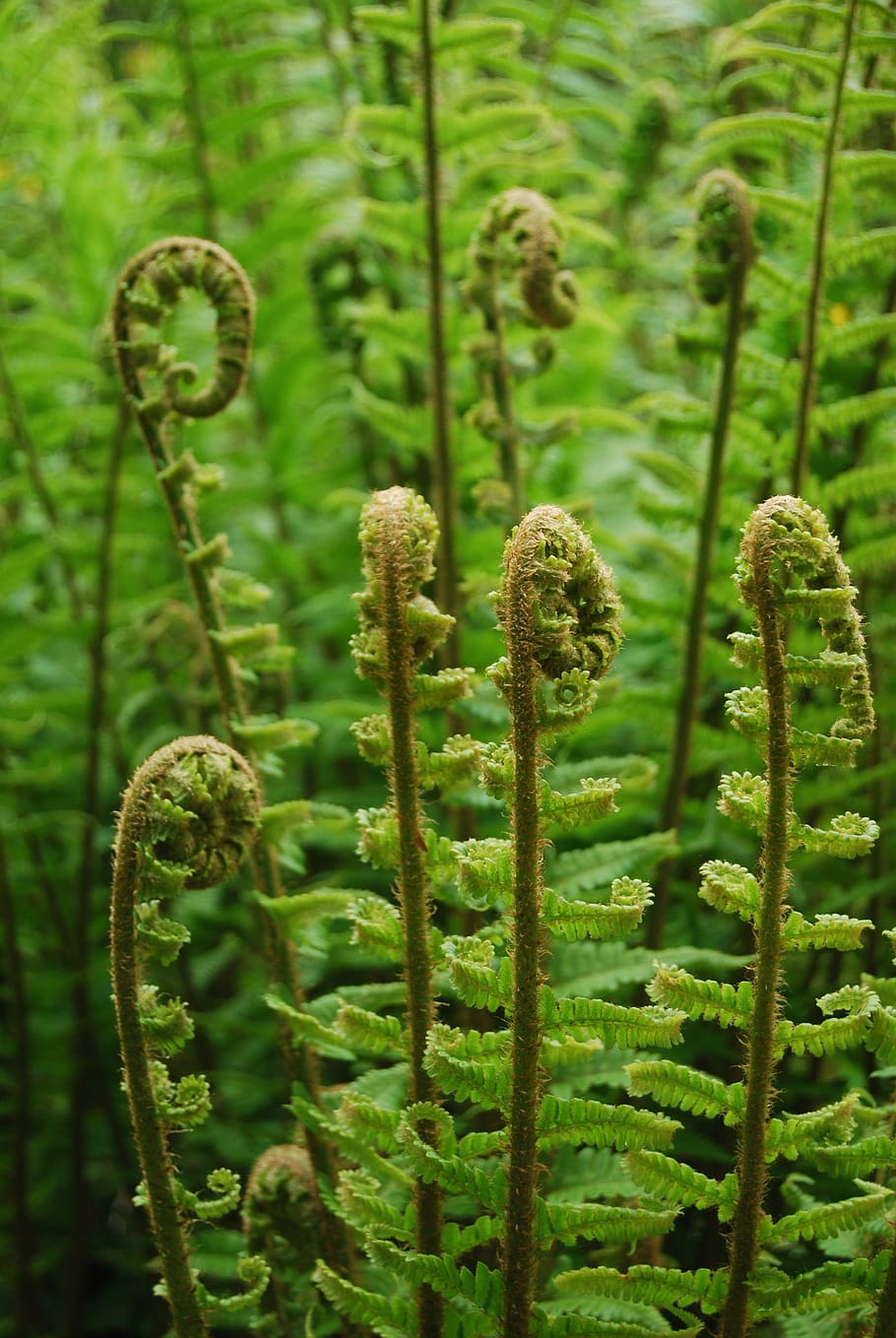 ferns, spirals, plants, spiral, nature, green, plant, growth, green color, beauty in nature