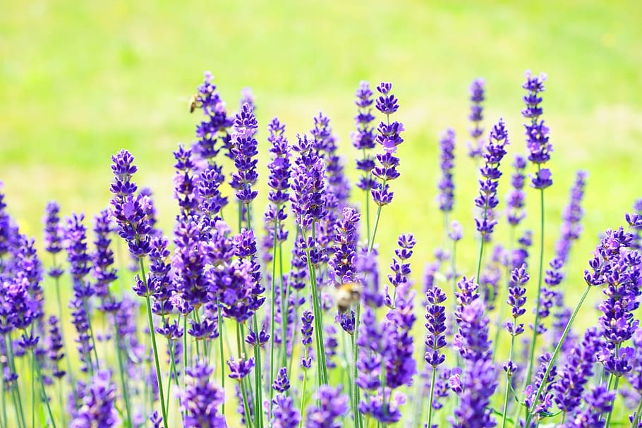 lavender, bidang bunga, siang hari, bunga, ungu, tanaman liar, wildblue, bunga lavender, lavender sejati, lavender daun sempit