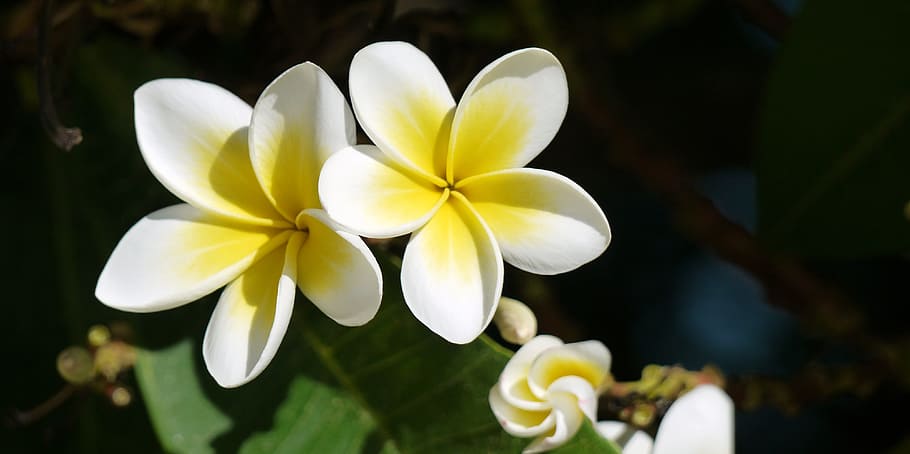 selective, focus photography, white-and-yellow petaled flowers, flower, nature, plant, petal, leaf, plumeria, hawaii
