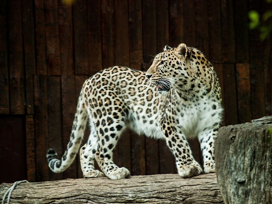 leopardo en registro, leopardo, fauna, felino, manchas, piel, garras, gato, carnívoro, mundo animal