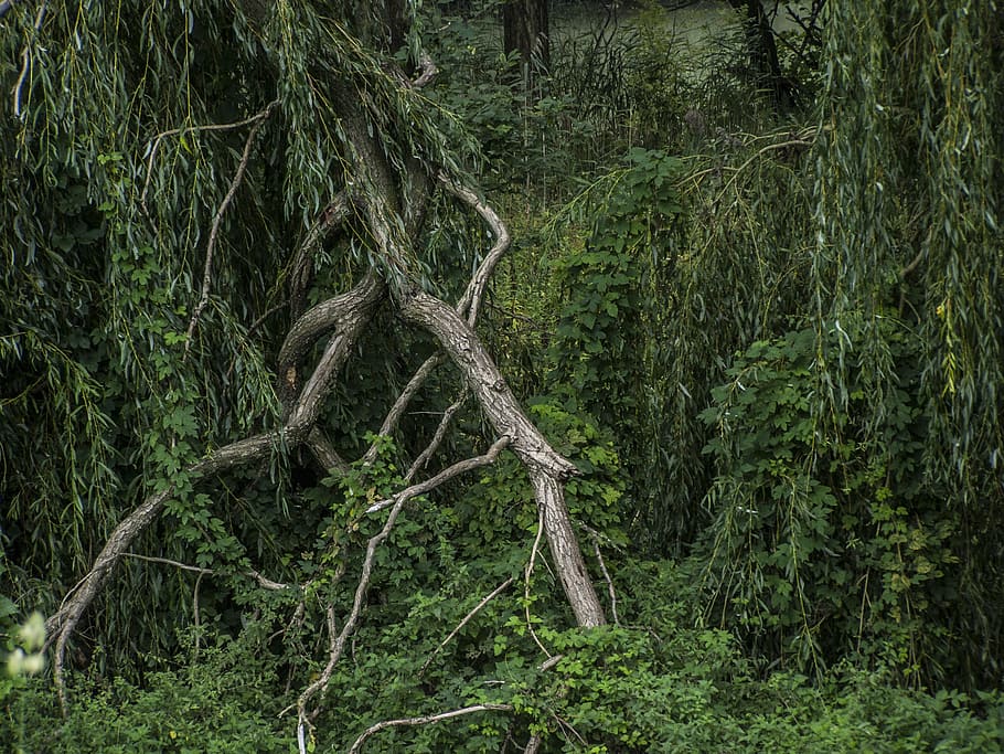 bough, rotten, forest, landscape, tree, plant, land, growth, tranquility, green color