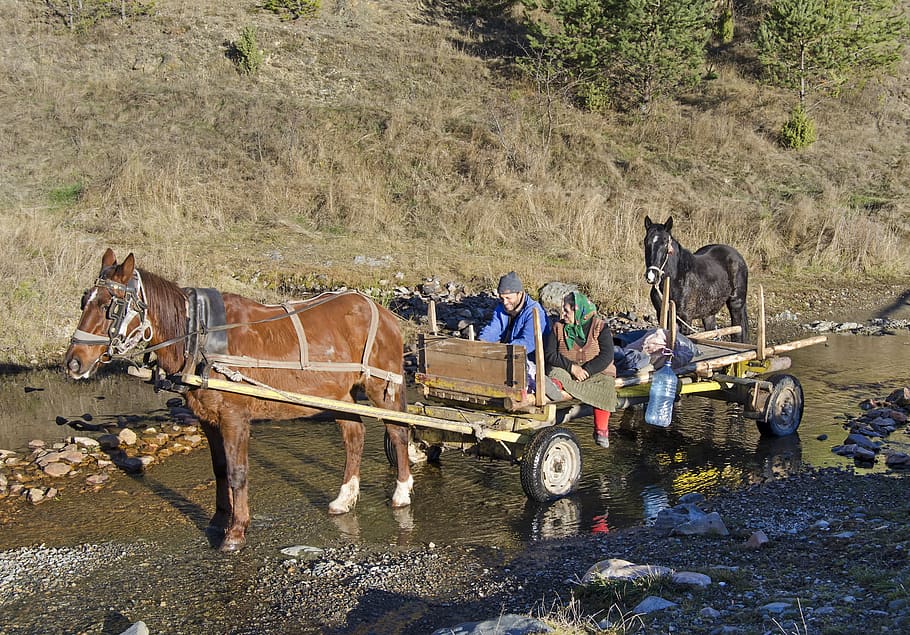 horse, wagon, creek crossing, carriage, bulgaria, village, villagers, rural, europe, balkans