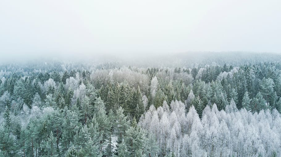 trees, covered, fogs, nature, woods, forest, green, aerial, travel, adventure