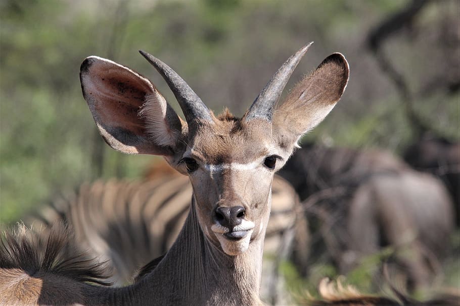 greater, kudu, doe, female, face, close up, short, horns, animals, pilanesberg