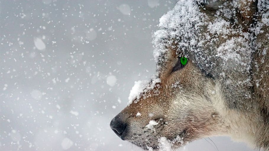 closeup, wolf face, covered, snow, wolf, cold, eye, green, piercing, predator