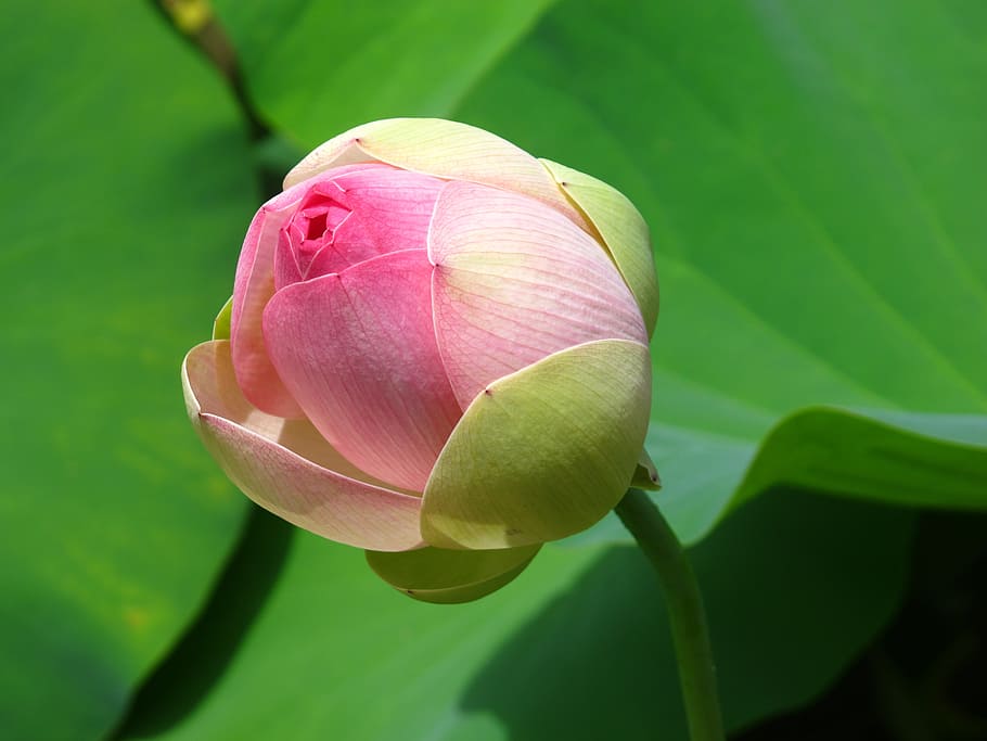 fotografía de primer plano de flor rosa, verde, pétalo, loto acuático, estanque, nenúfar, floración, floral, brote, fresco