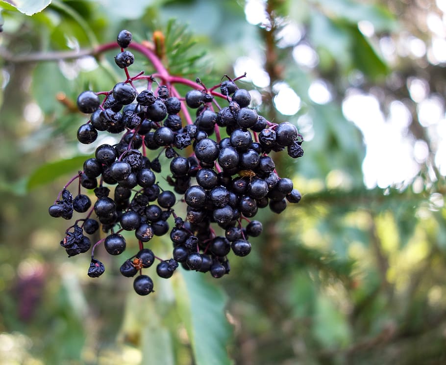 elder, elderberry shrub, elderberries, blue, healthy, berries, vegetarian, mature, sambucus, food