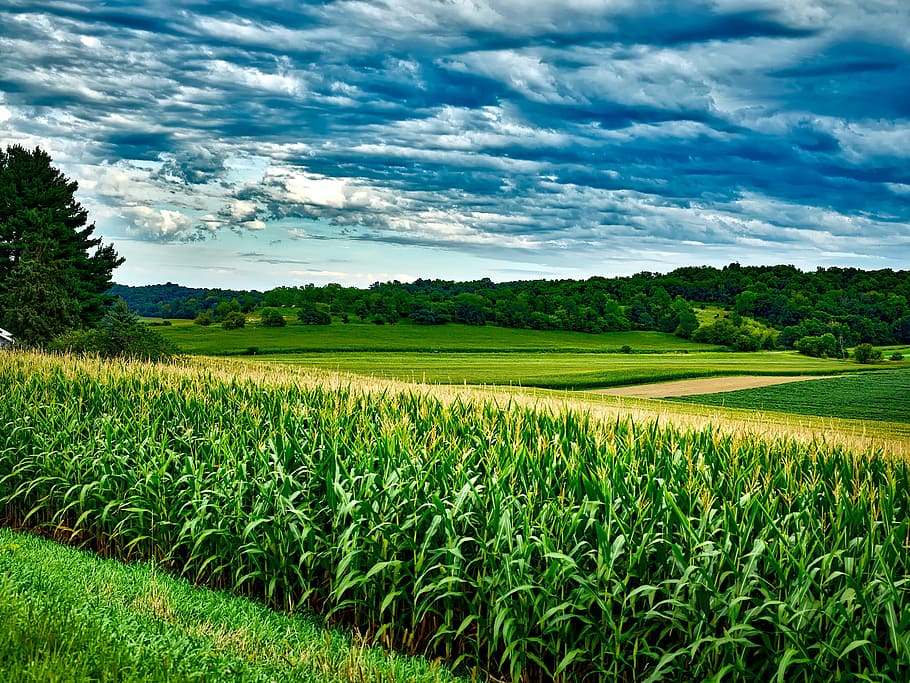campo de milho, Wisconsin, milho, soja, paisagem, céu, nuvens, agricultura, fazenda, país