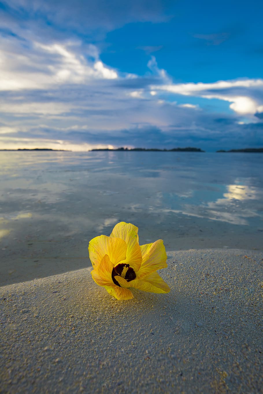 landscape, natural, flowers, hibiscus, beach, shedding, lagoon, widi islands, indonesia, beauty in nature