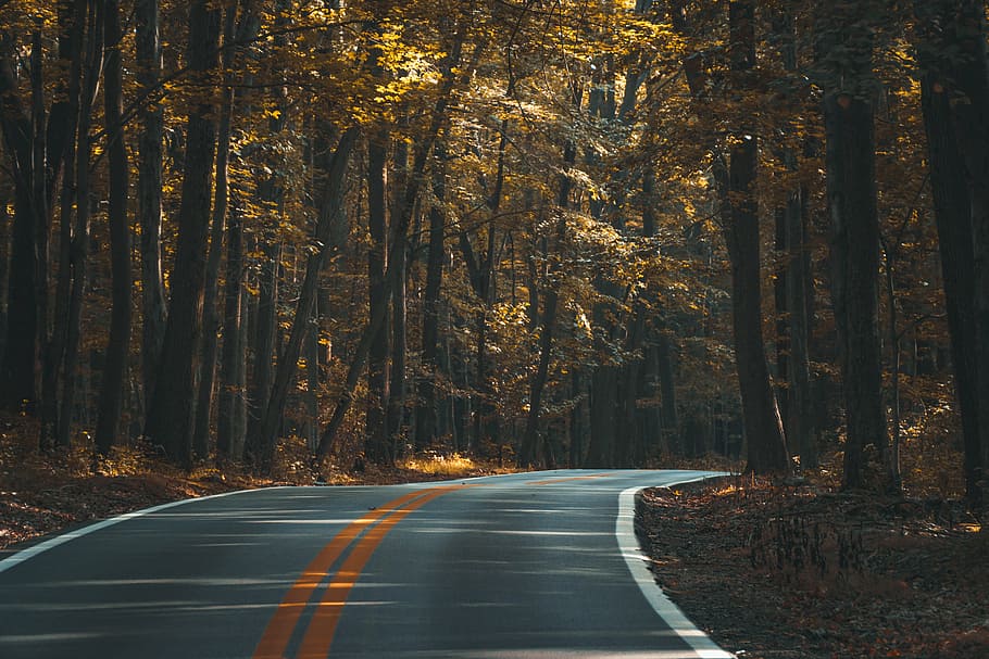 road, middle, trees, landscape, empty, nature, woods, brown, orange, grass