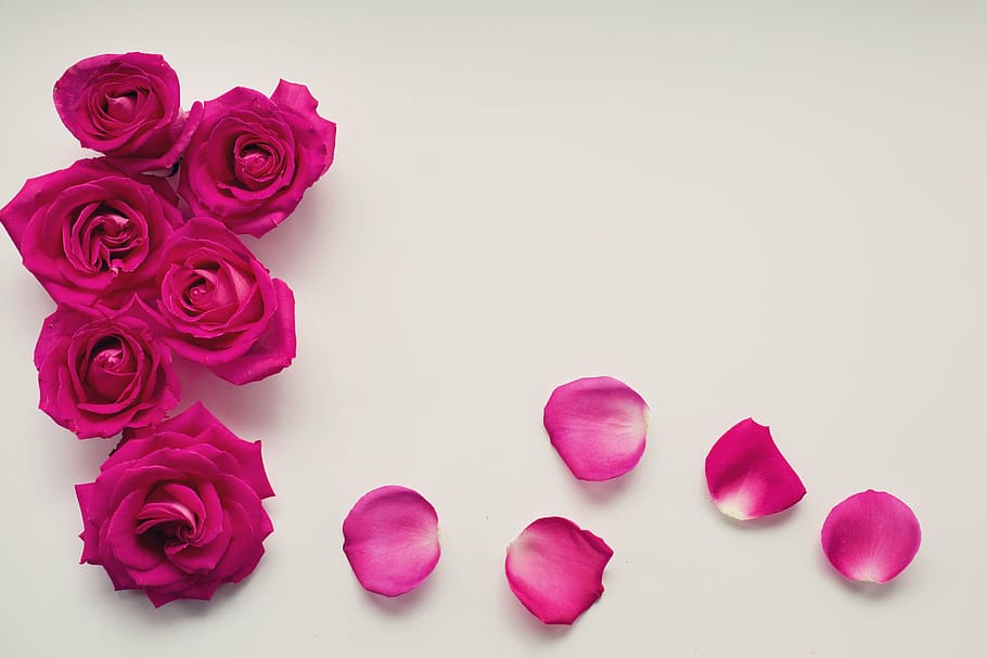 pétalos de rosa rosa, rosas, pétalos, fondo, fondo de texto, espacio de texto, floral, romántico, amor, romance
