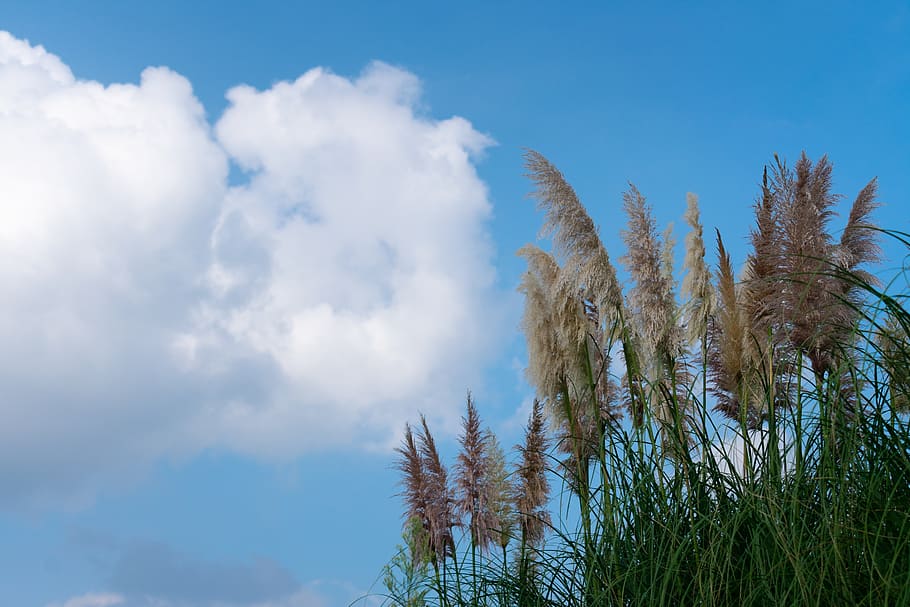 cloud, cumulus, white cloud, blue sky, sunny days, clean, grass, thatched, thatched flower, mao needle