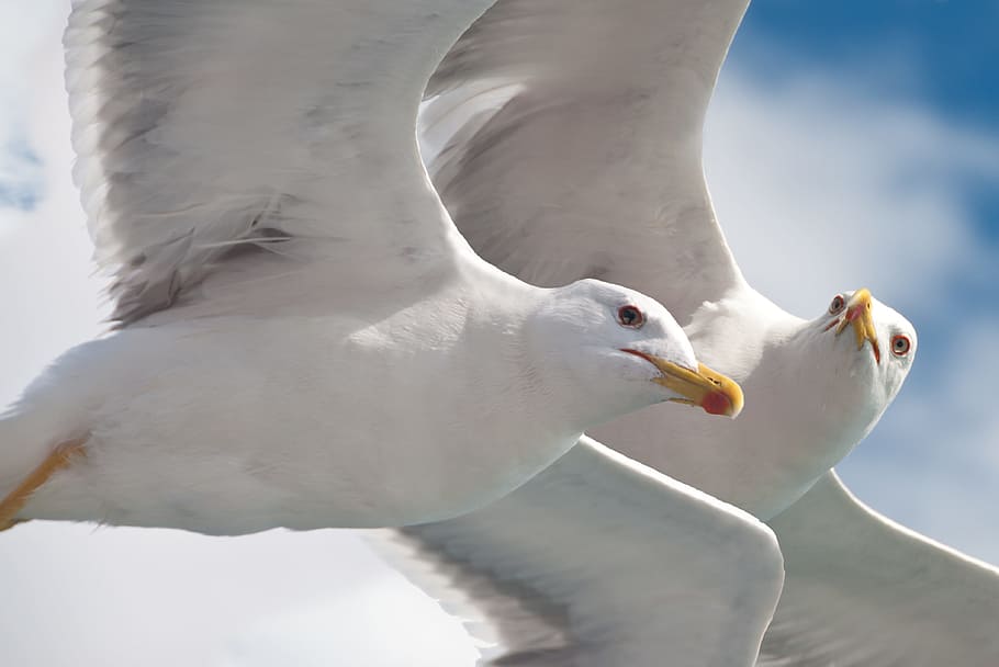 two white seagulls, Gulls, Animal, Fly, Water Bird, birds, nature, sea birds, pair, protect