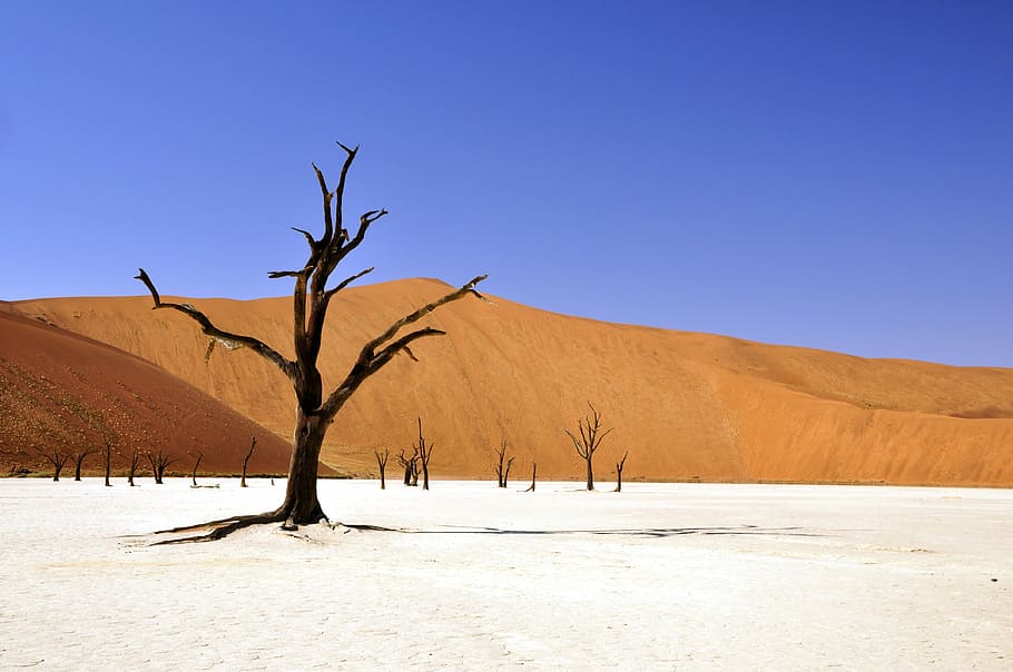 fotografia de paisagem, murchado, árvore, meio, deserto, inverno, namíbia, vlei morto, deadvlei, panela de barro