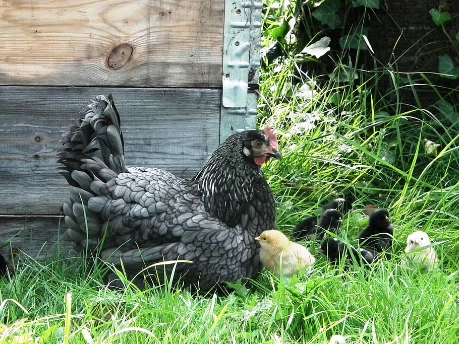 black, hen, chic, mother hen, chicks, chicken, chickens, meadow, poultry, bird