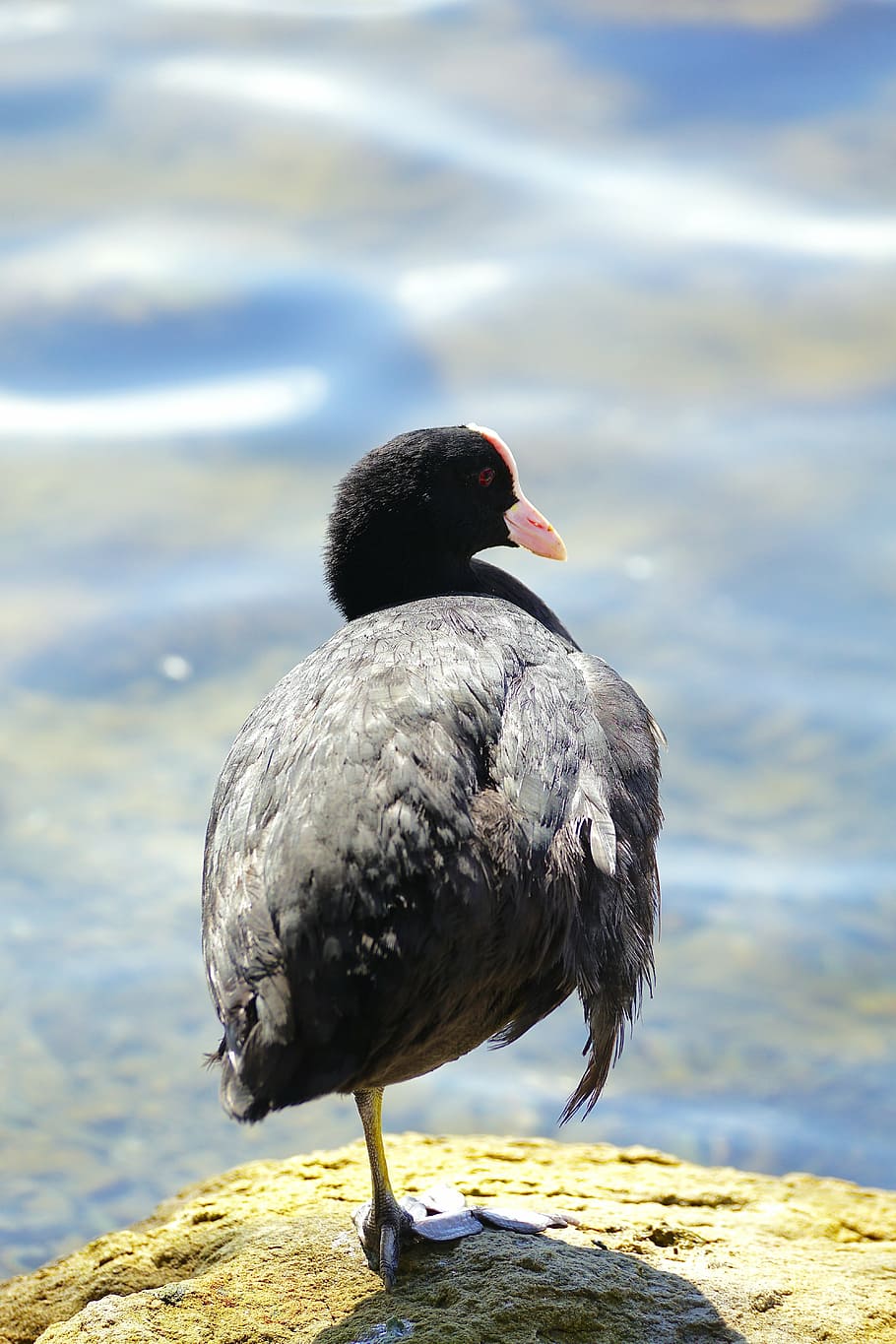 coot, crane bird, water bird, swim, water, waterfowl, bird, duck bird, waters, wildlife photography