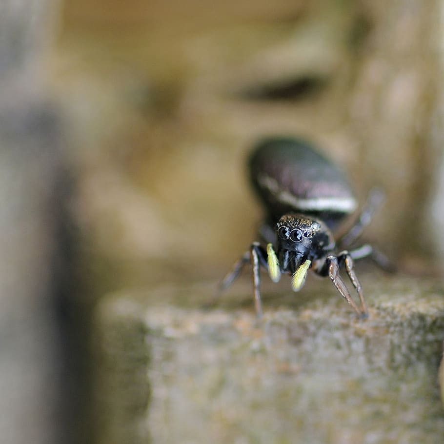 insecto, araña, macro, animadora, un animal, primer plano, fauna animal, ninguna gente, animales en estado salvaje, día