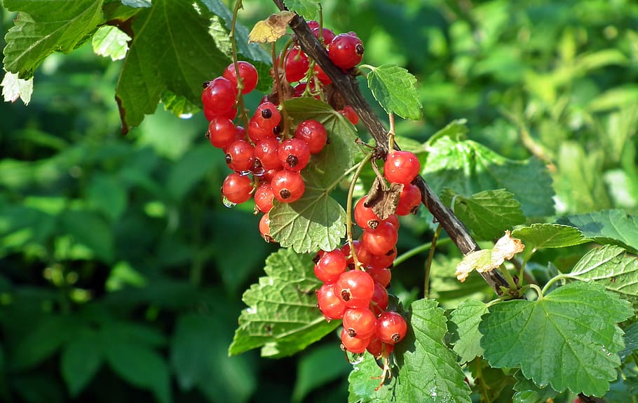 red currant, fruit, garden, mature, vitamins, summer closeup, leaflet, food and drink, food, red