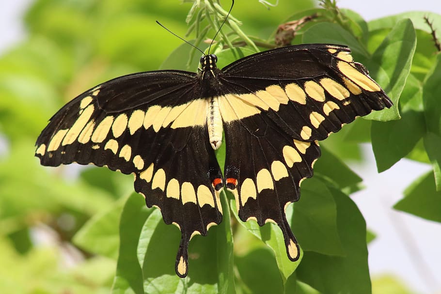 butterfly, plant, nature, garden, butterflies, insect, meadow, wing, black, yellow