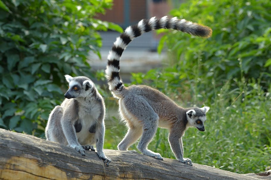 ring tailed lemur, zoo, lemurs, lemur catta, lemur, catta, mammal, ringed, striped, prosimian