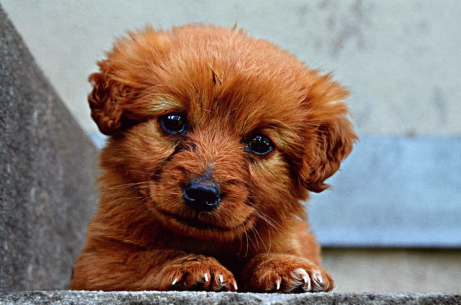 茶色, ラブラドゥードルの子犬, 嘘, 灰色, コンクリート, 階段, 動物, 犬, 子犬, かわいい