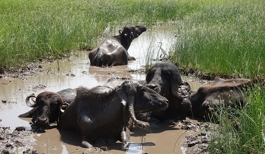 buffalo, bovine, cattle, water buffalo, swamp, marsh, wetland, watering, hybrid, jaffarabadi
