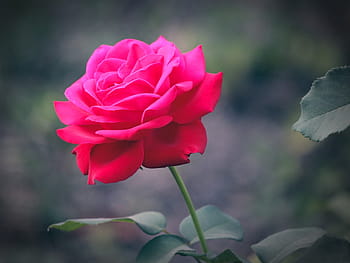 Royalty Free Scarlet Rose Photos Free Download Pxfuel