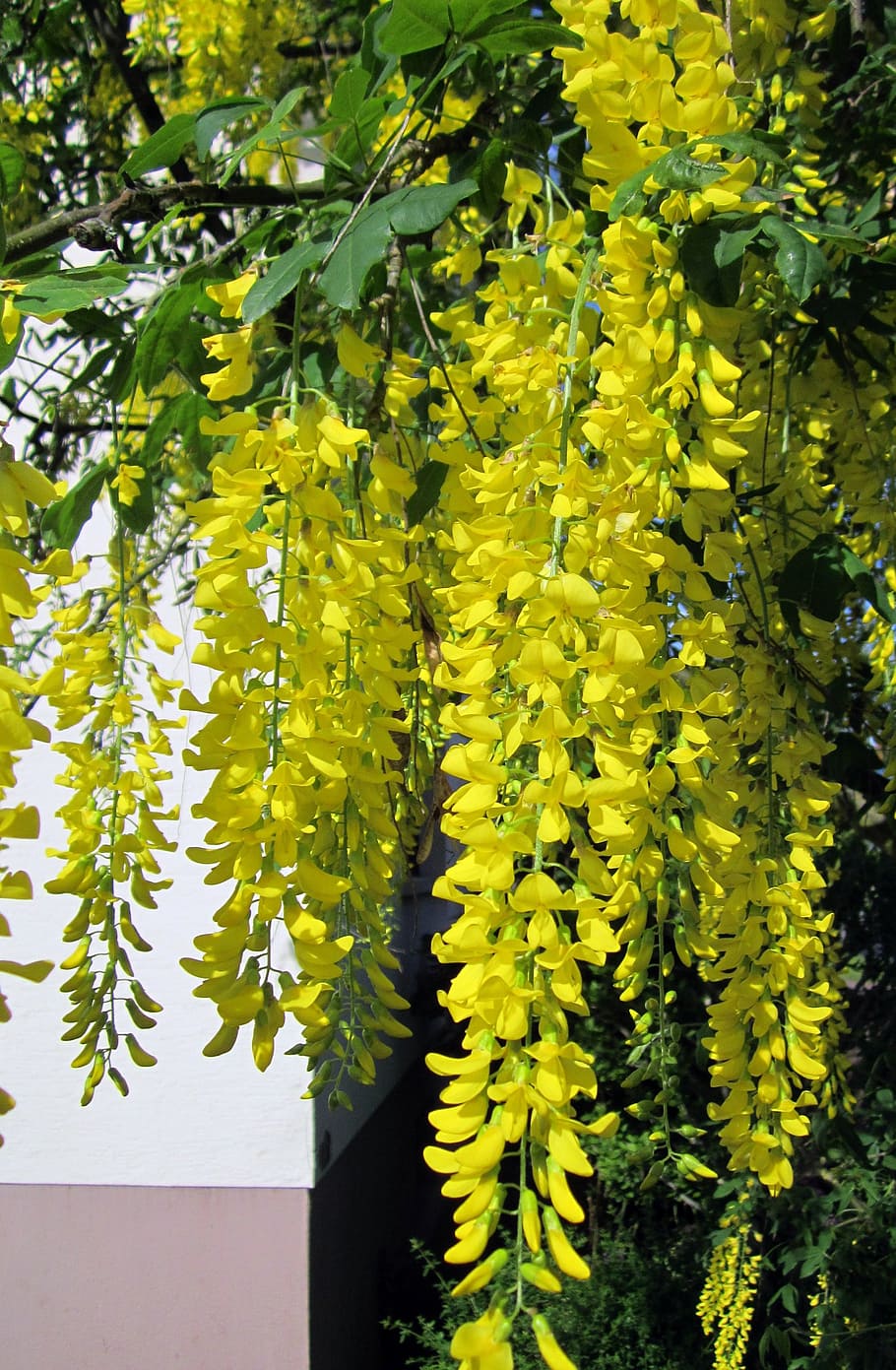 laburnum, tree, golden, yellow, golden chain, anagyroides, flowers, blossom, spring, nature