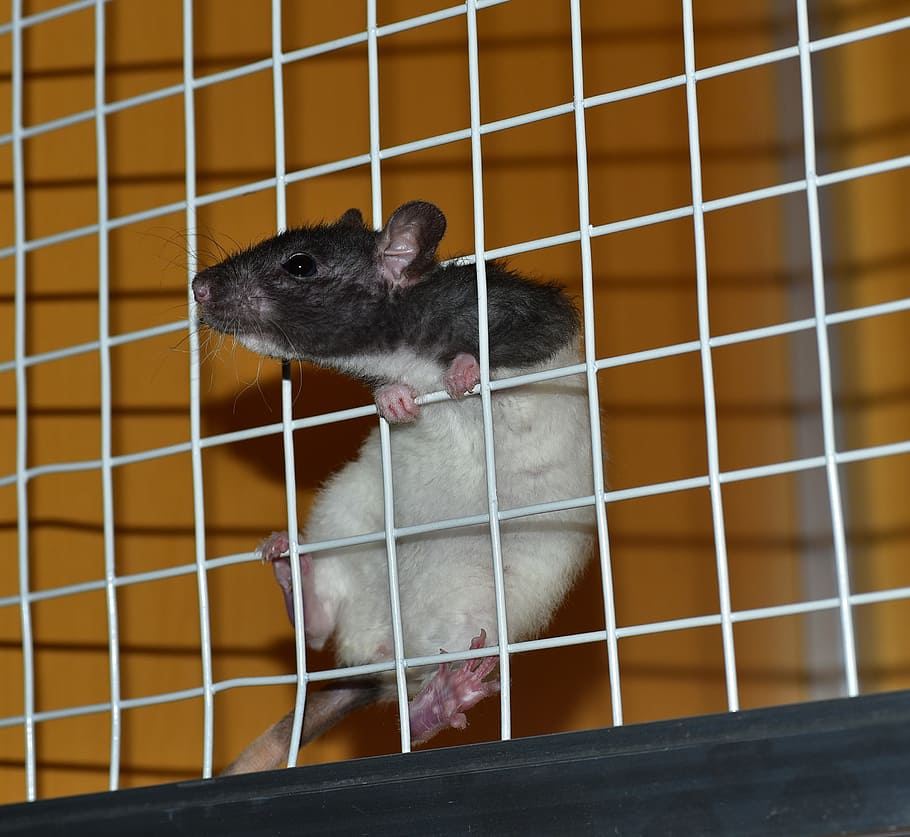 preto, branco, rato, suspensão, gaiola de aço para animais de estimação, gaiola, laboratório, animal de estimação, roedor, rato colorido