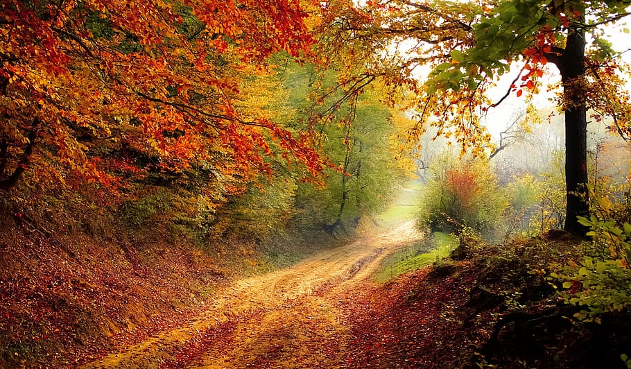 dirt road, red, green, trees, daytime, road, forest, season, autumn, fall