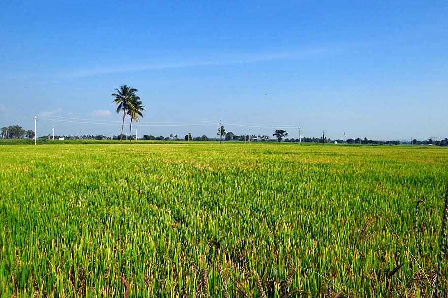 Rice Fields, Gangavati, Karnataka, India, gangavati, karnataka, paddy, rice paddy, agriculture, rice, farming
