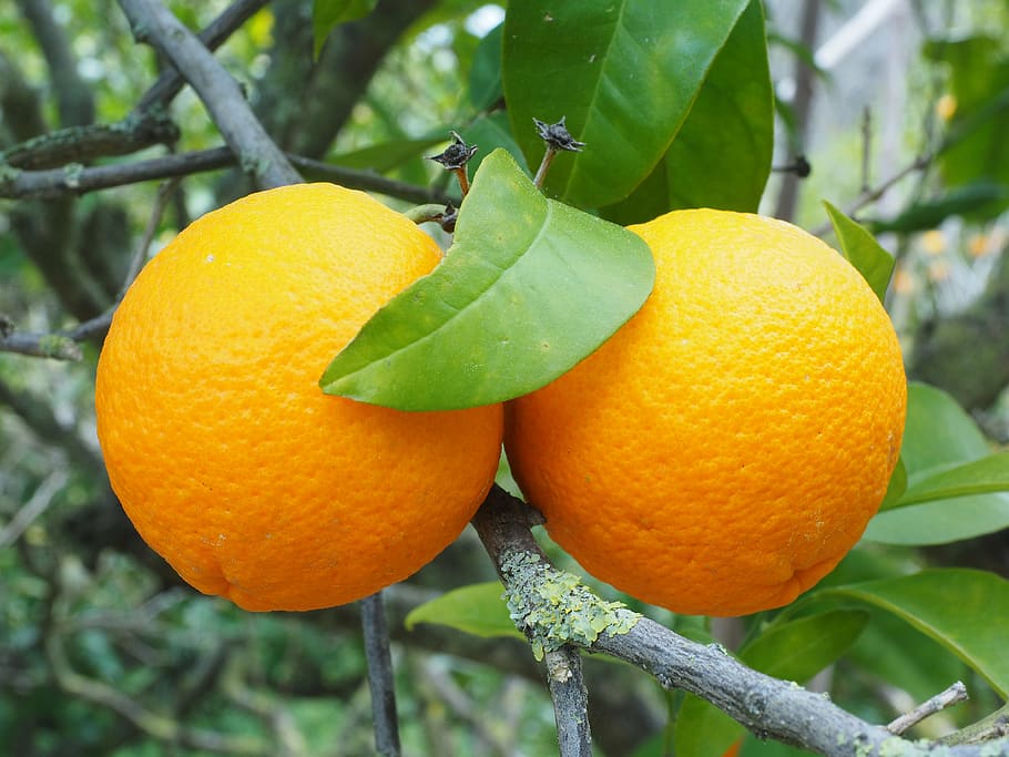 orange, fruit, orange tree, tree, periwinkle, citrus, diamond green, rutaceae, citrus tree, sweet orange