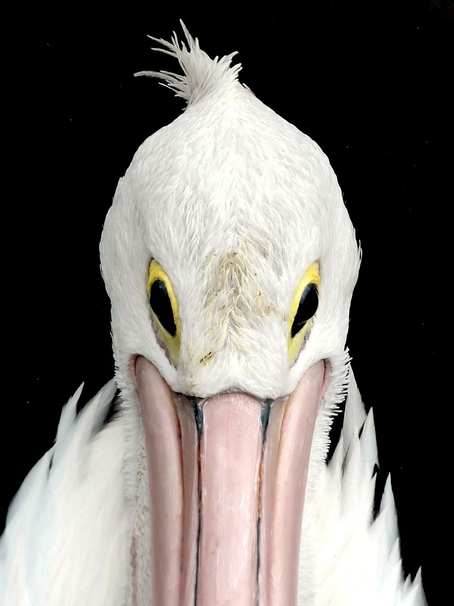 Pelican, Eyes, Face, Avian, Closeup, waterbird, wildlife, beak, eye, white