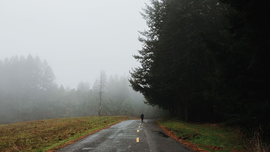 person, walking, road pavement, tall, pine trees, foggy, weather, walking on, on road, pavement