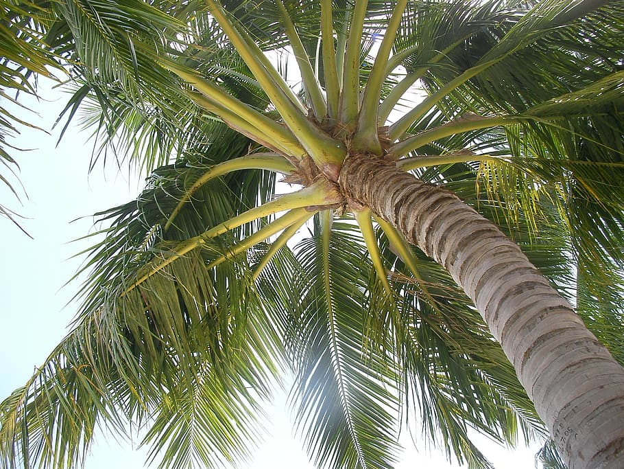 endless summer, palm fruit, south island, tree, growth, palm tree, tropical climate, plant, low angle view, leaf