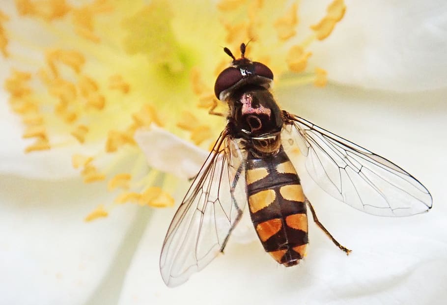hoverfly, insect, pollen, flower, white, rose, garden, nature, invertebrate, animal