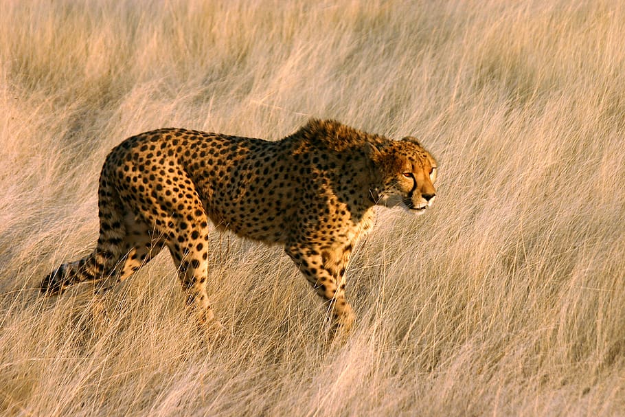 cheetah, big cat, predator, nature, africa, animal, cat, animal world, head drawing, dangerous