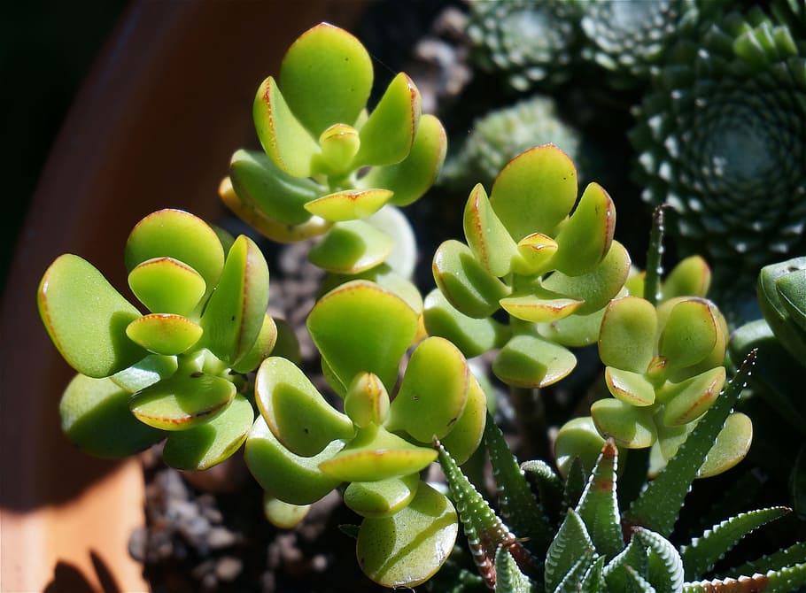 jade plant, succulent, container plant, plant, nature, flora, houseplant, crassula, green, garden