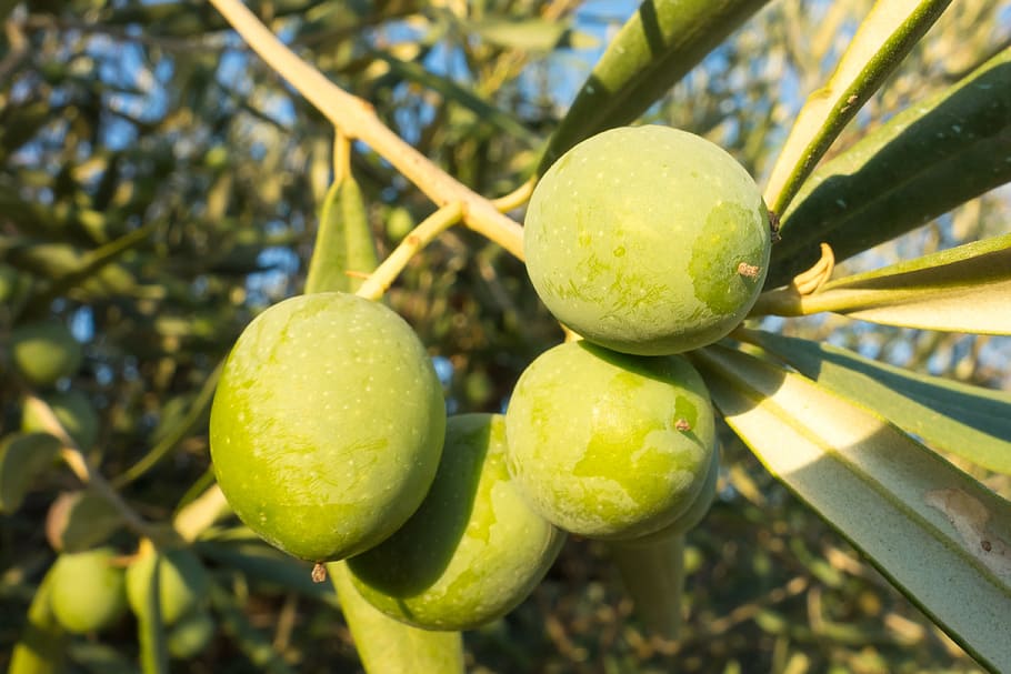 fotografía de primer plano, cuatro, verde, frutas, durante el día, aceitunas, olivas, ver, oliva, naturaleza