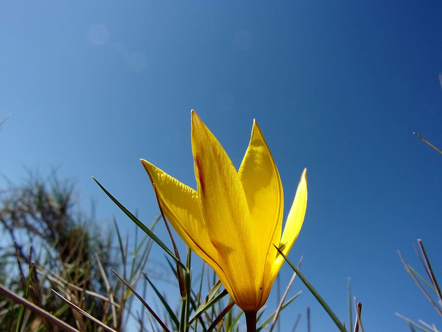 flower, tulip, wild, sky, spring, yellow, nature, plant, blue, summer