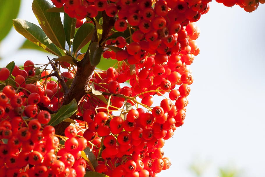 low, angle view, bunch, round, red, fruit tree, sea buckthorn, berry, fruit, orange