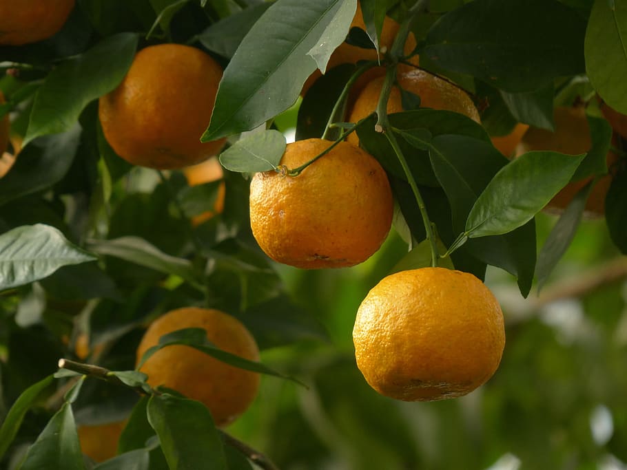 orange, tree, Rind, Fruits, Bitter Oranges, citrus aurantium, seville orange, sour orange, citrus, orange similar to