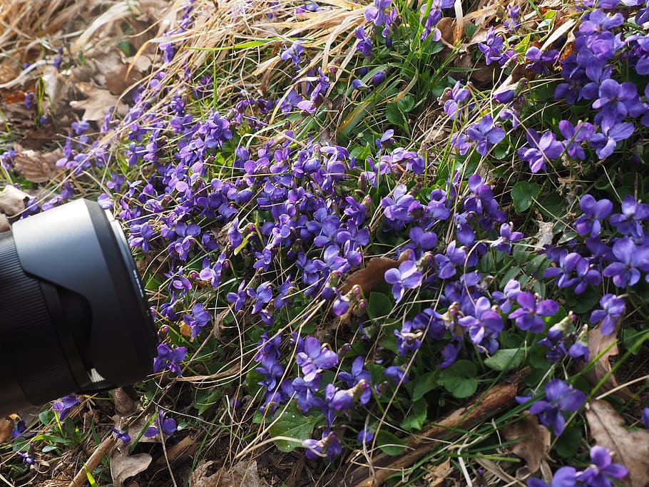 photograph, photo session, lens, scented violets, violet, flower, blossom, bloom, viola odorata, march violets